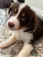 Border Collie dogs - Advert 1