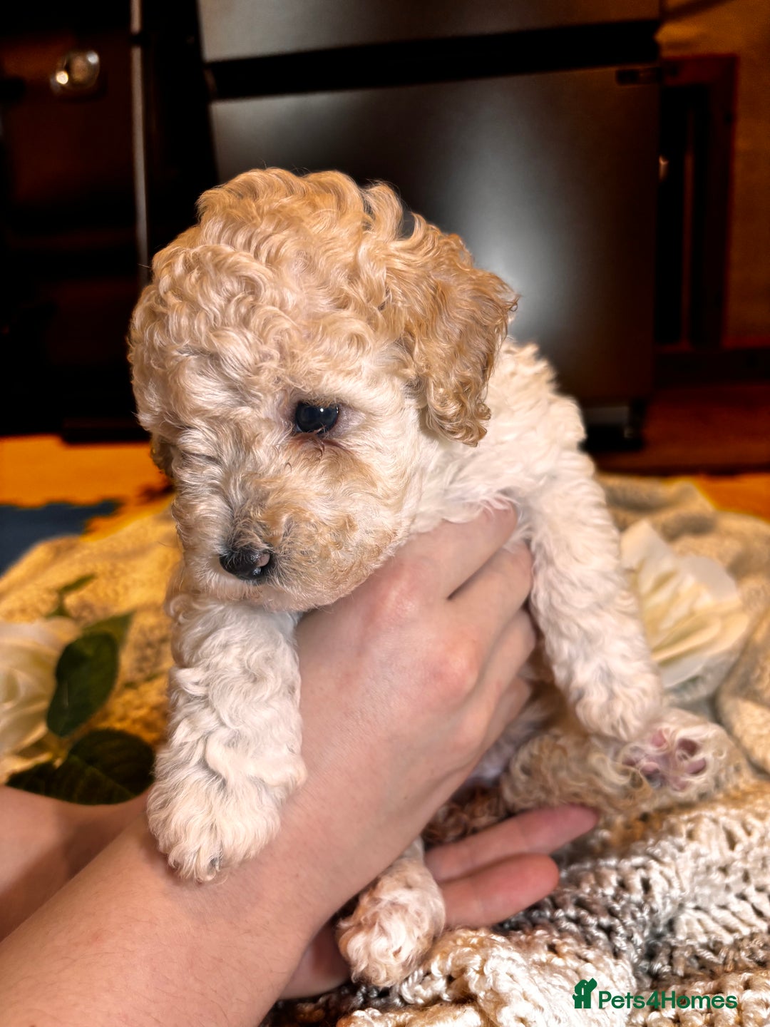Toy Poodle dogs for sale: TOY POODLE PUPPIES 2 GIRLS 1 BOY LEFT - Image 9