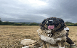 Caucasian Shepherd Dog dogs for sale: Caucasian Shepherd Dog - Image 5