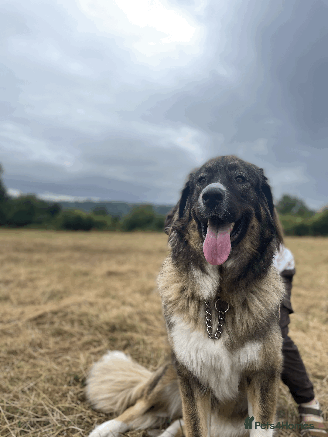 Caucasian Shepherd Dog dogs for sale: Caucasian Shepherd Dog - Image 5