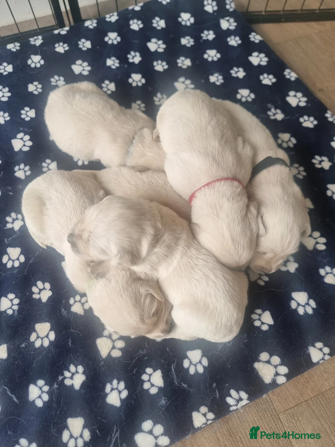 Golden Retriever dogs for sale: Amber is pregnant! - Advert 10