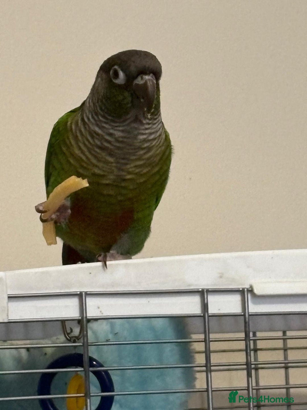 Conures birds for sale: Conure  - Advert 1