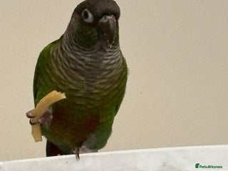 Conures birds Conure - Advert 1