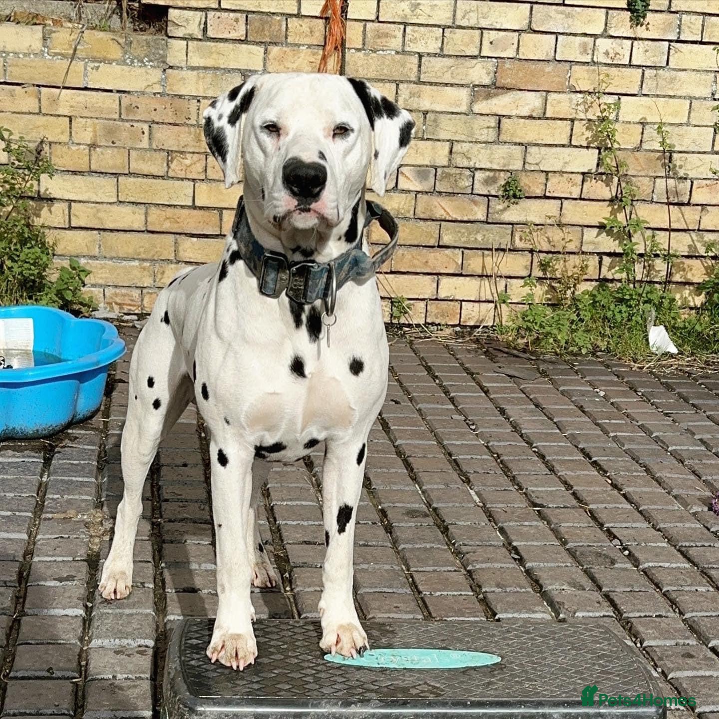 Dalmatian dogs CRUFTS QUALIFIED FOR LIFE HEALTH TESTED in Aberdare - Advert 3