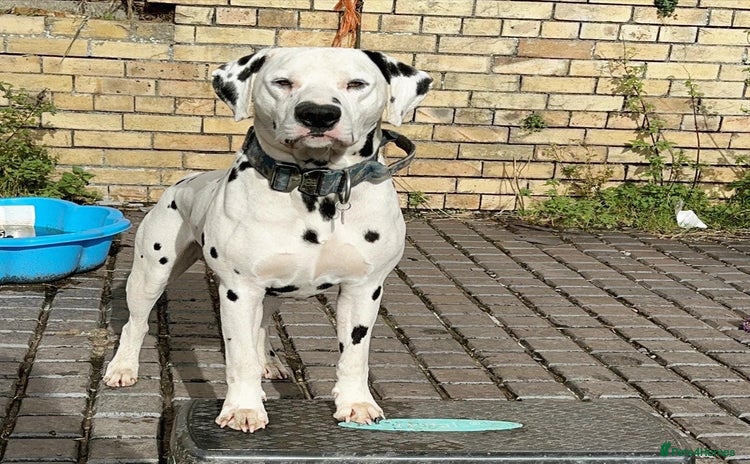 Dalmatian dogs in Aberdare - Advert 2