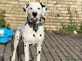 Dalmatian dogs in Aberdare - Advert 5