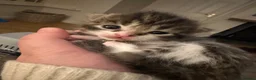 Mixed Breed cats for sale: Adorable kittens looking for their forever homes - Advert 24