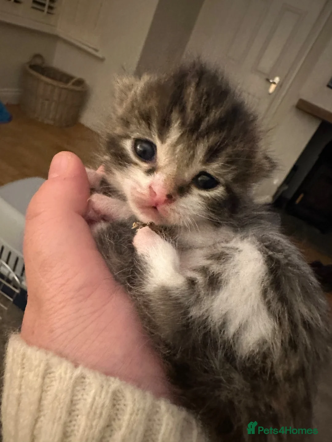 Mixed Breed cats for sale: Adorable kittens looking for their forever homes - Advert 24