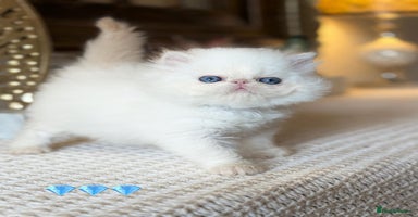 Persian cats - Advert 16
