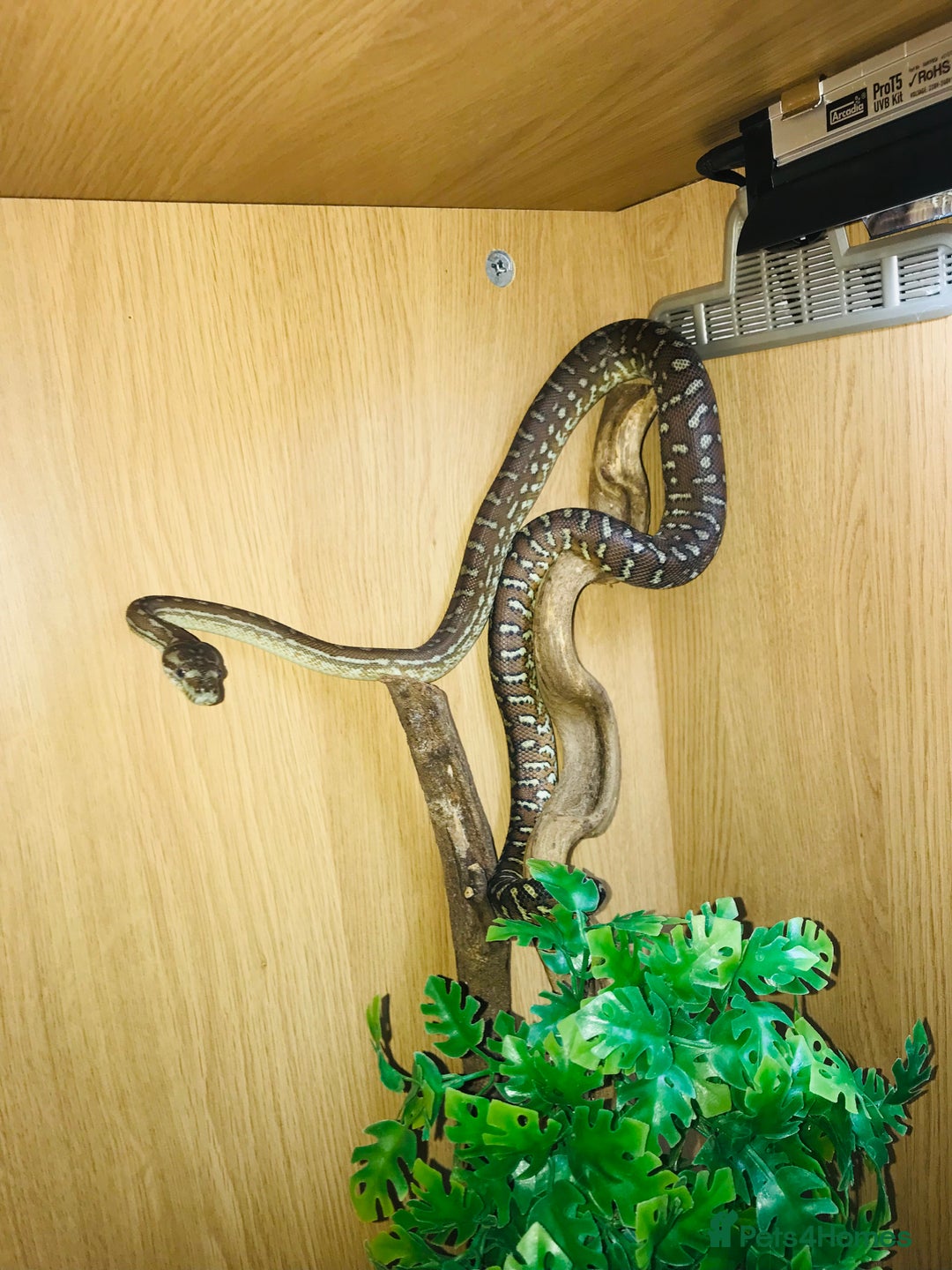 Python Snake reptiles for sale: Morelia bredli python male  - Image 8