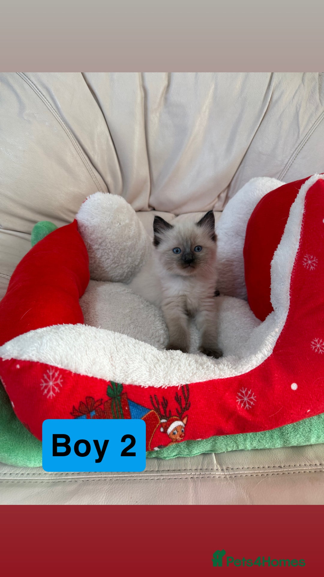Ragdoll cats for sale: Stunning litter of ragdoll kittens  - Advert 22