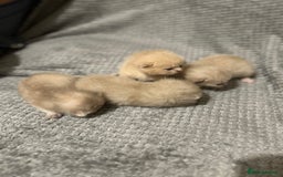 Scottish Fold cats for sale: Scottish fold kittens  - Image 2