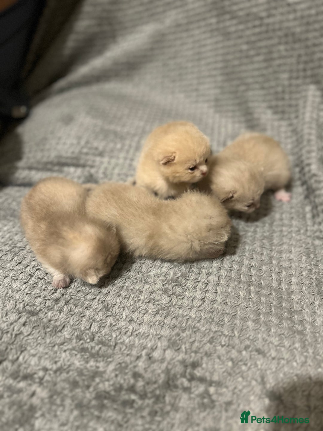 Scottish Fold cats for sale: Scottish fold kittens  - Image 2