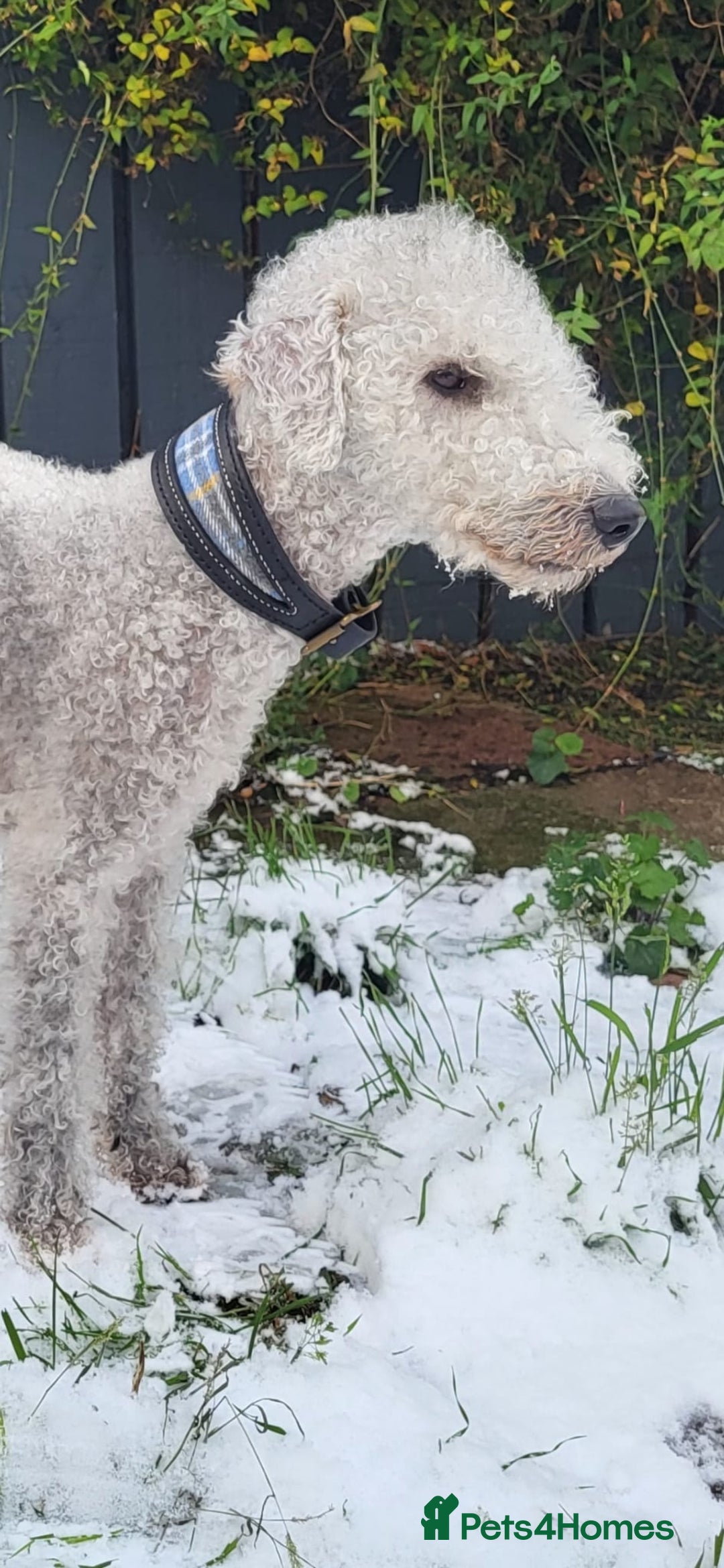 Mixed Breed dogs for sale: Bedlington whippet puppies  - Advert 5