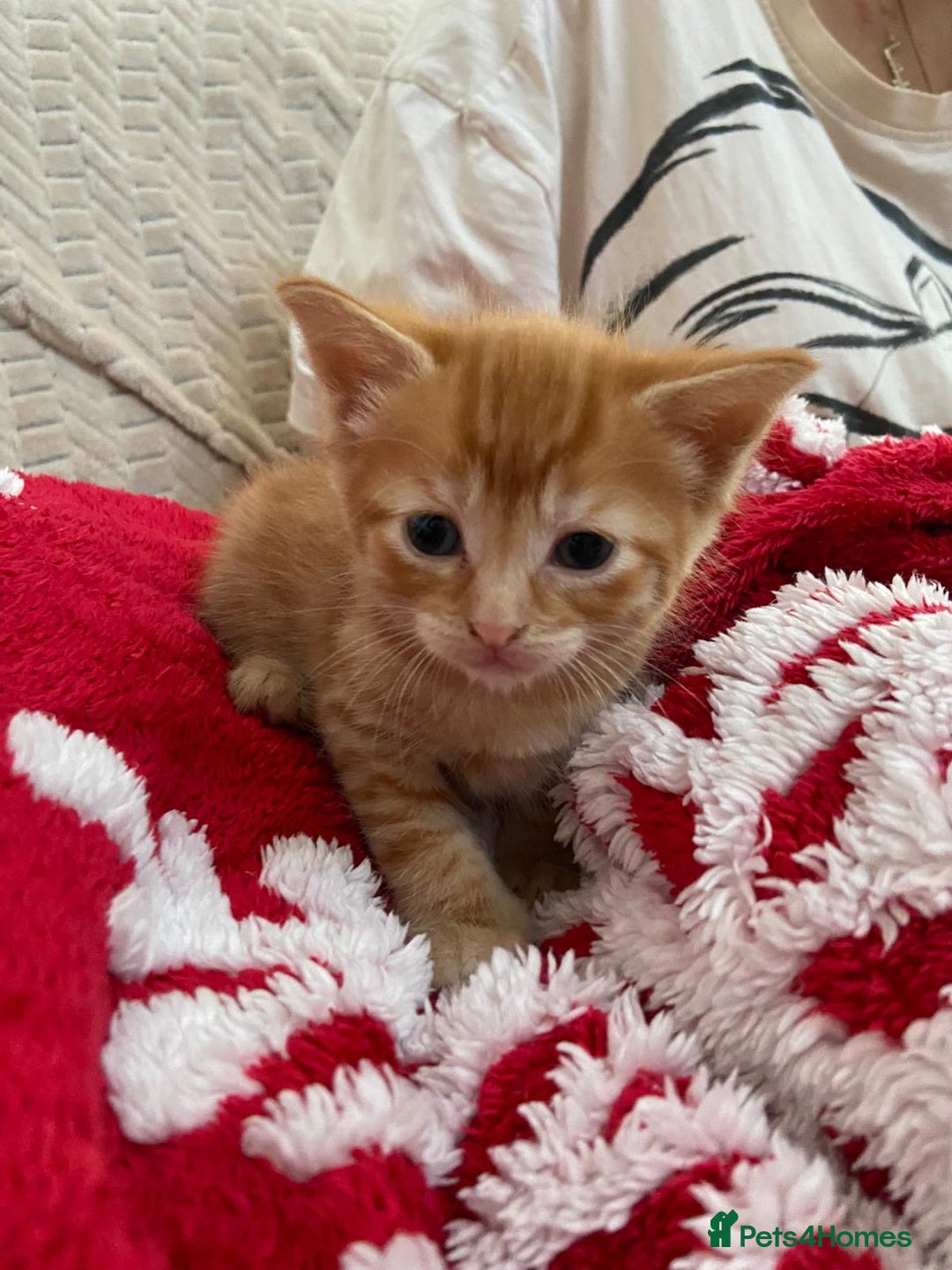 Mixed Breed cats for sale: 5 Beautiful Half-Ragdoll kittens ❤️ - Advert 14