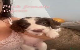 English Springer Spaniel dogs for sale: Gorgeous springer spaniel pups  - Image 5