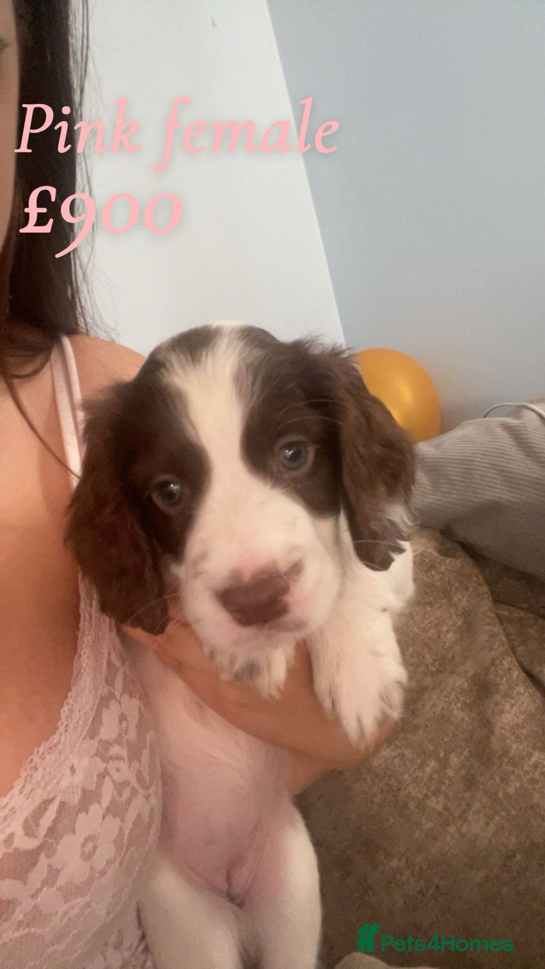 English Springer Spaniel dogs for sale: Gorgeous springer spaniel pups  - Image 5