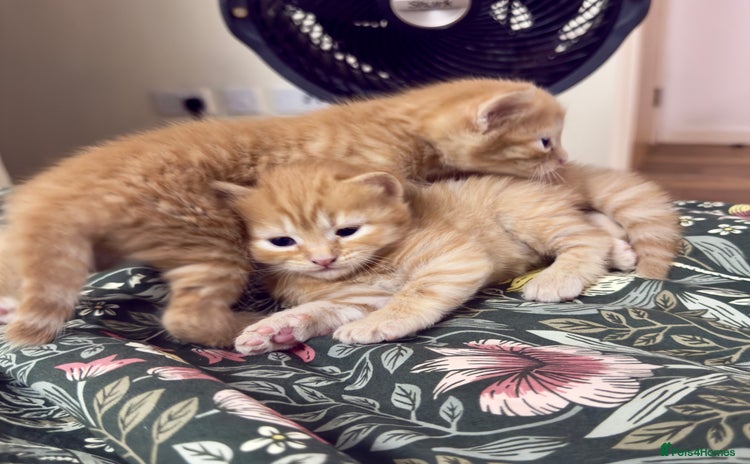 British Shorthair cats - Advert 1