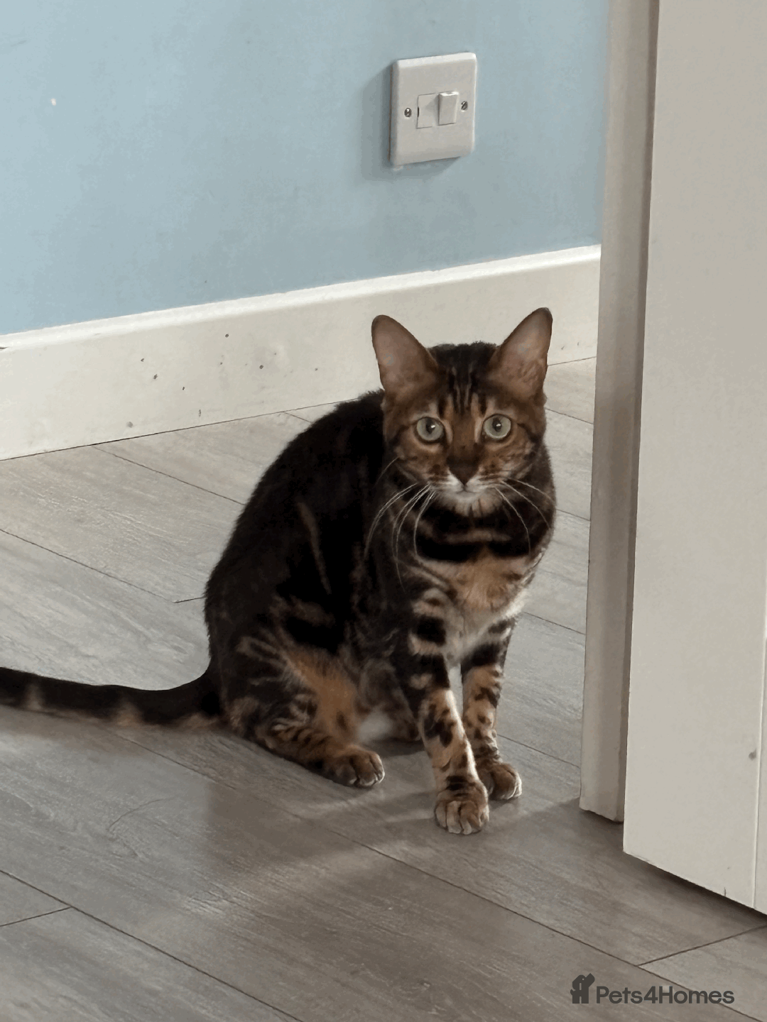 Bengal cats for sale: Beautiful Purebred Bengal Cat for sale - Advert 3