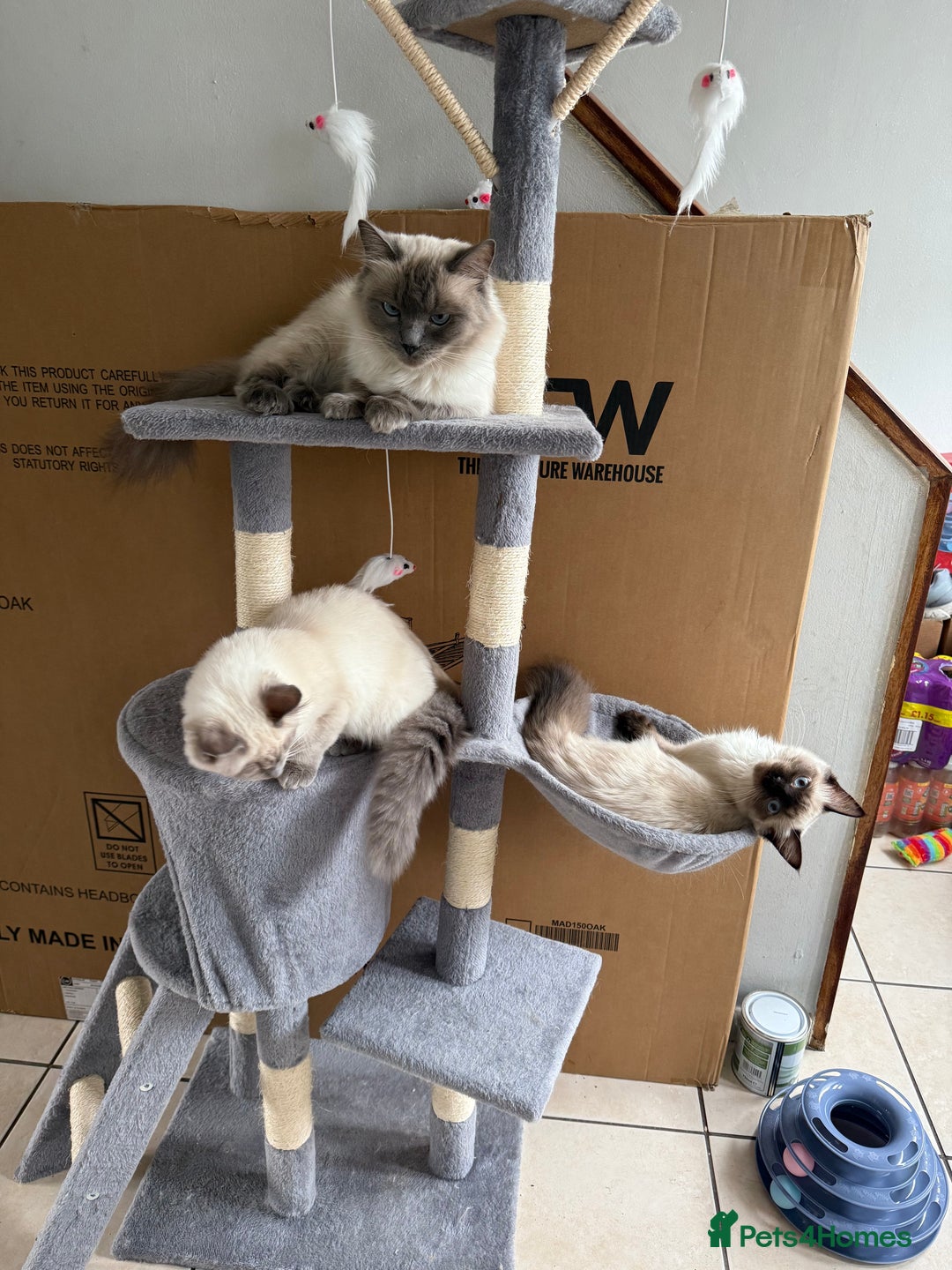 Ragdoll cats for sale: GCCF reg seal point girl - Image 2