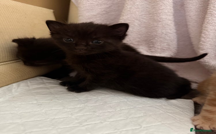 Mixed Breed cats - Advert 14