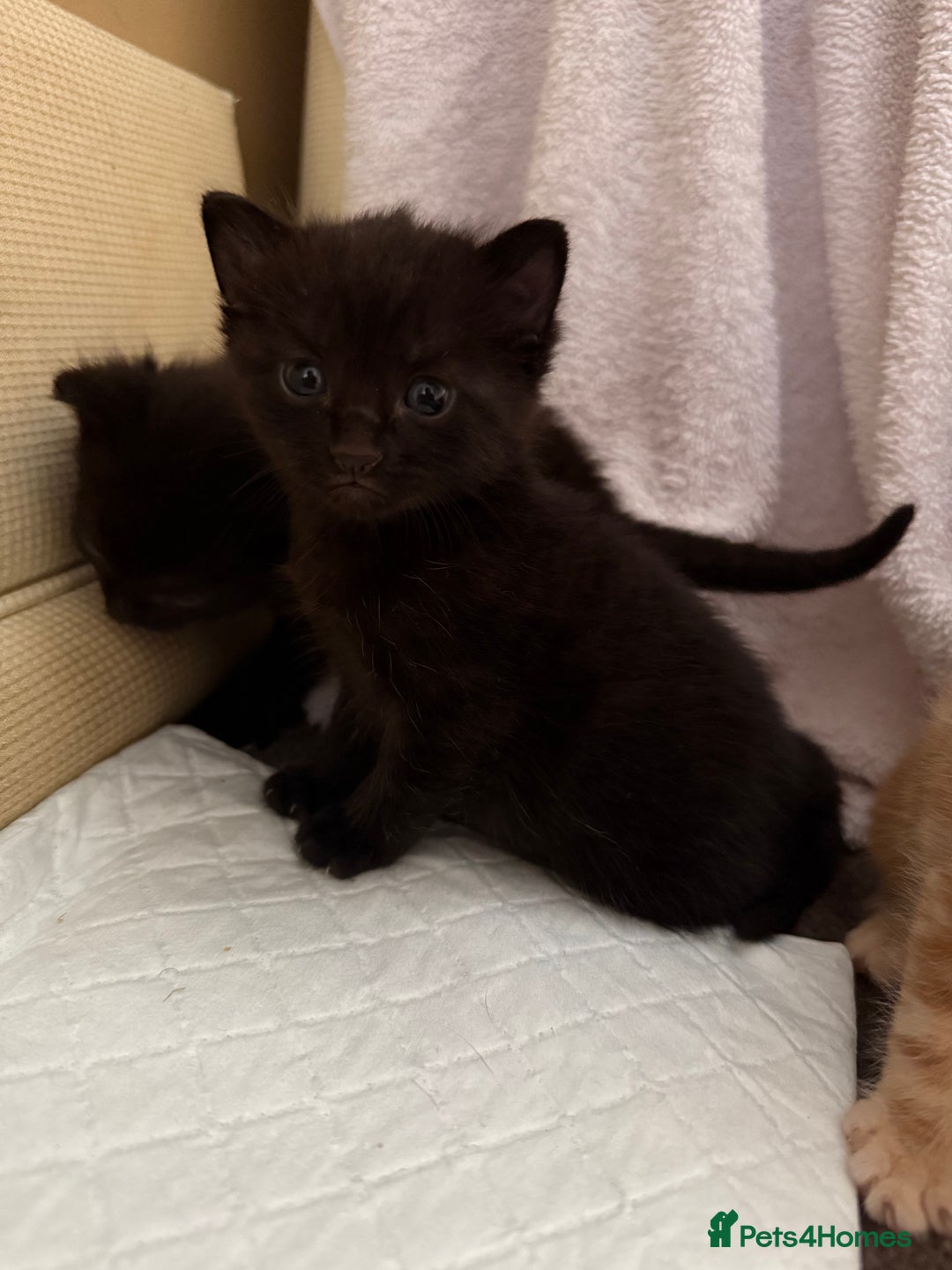 Mixed Breed cats for sale: 5 kittens  - Image 1