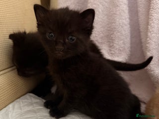 Mixed Breed cats - Advert 11