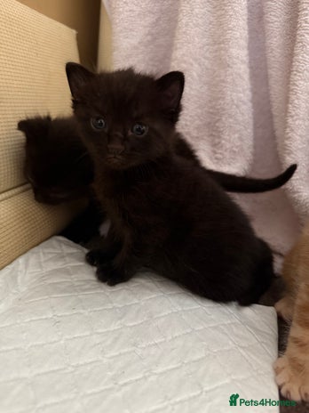 Mixed Breed cats - Advert 11