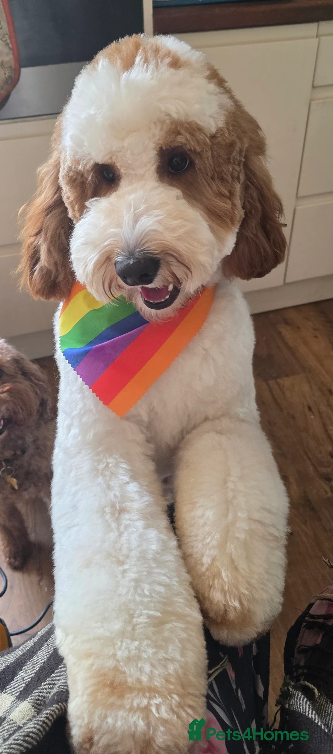 Labradoodle dogs for stud: Mr Lover Lover -"Bandit" Stunning Mini Doodle STUD in Bury Saint Edmunds - Advert 5