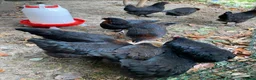 Chickens poultry for sale: Burford Brown Hybrid Pullets in Kenilworth - Advert 4