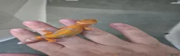 Leopard Gecko reptiles for sale: Baby leooard geckos for sale  - Advert 3