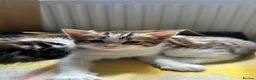 Mixed Breed cats for sale: 🐾 Fluffy Mixed Bengal Kittens - Advert 1