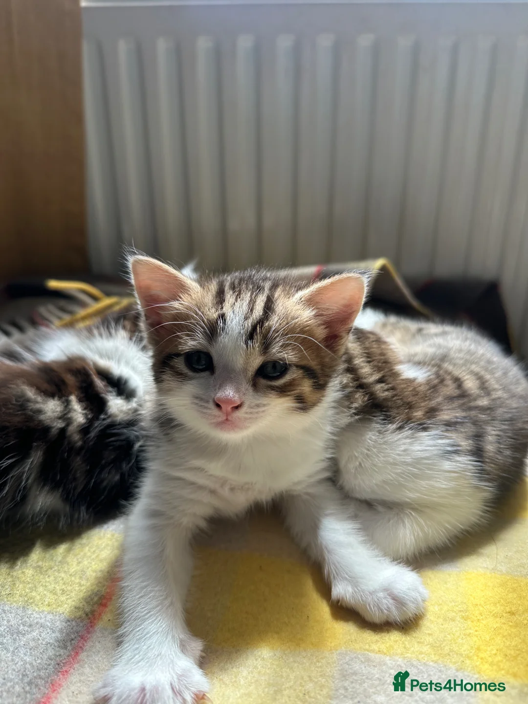 Mixed Breed cats for sale: 🐾 Fluffy Mixed Bengal Kittens - Advert 1