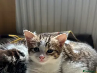 Mixed Breed cats 🐾 Fluffy Mixed Bengal Kittens - Advert 1
