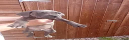 Cane Corso dogs for sale: Blue cane corso puppies - Advert 1