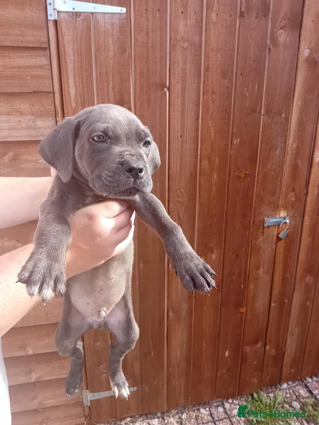 Cane Corso dogs for sale: Blue cane corso puppies - Advert 1