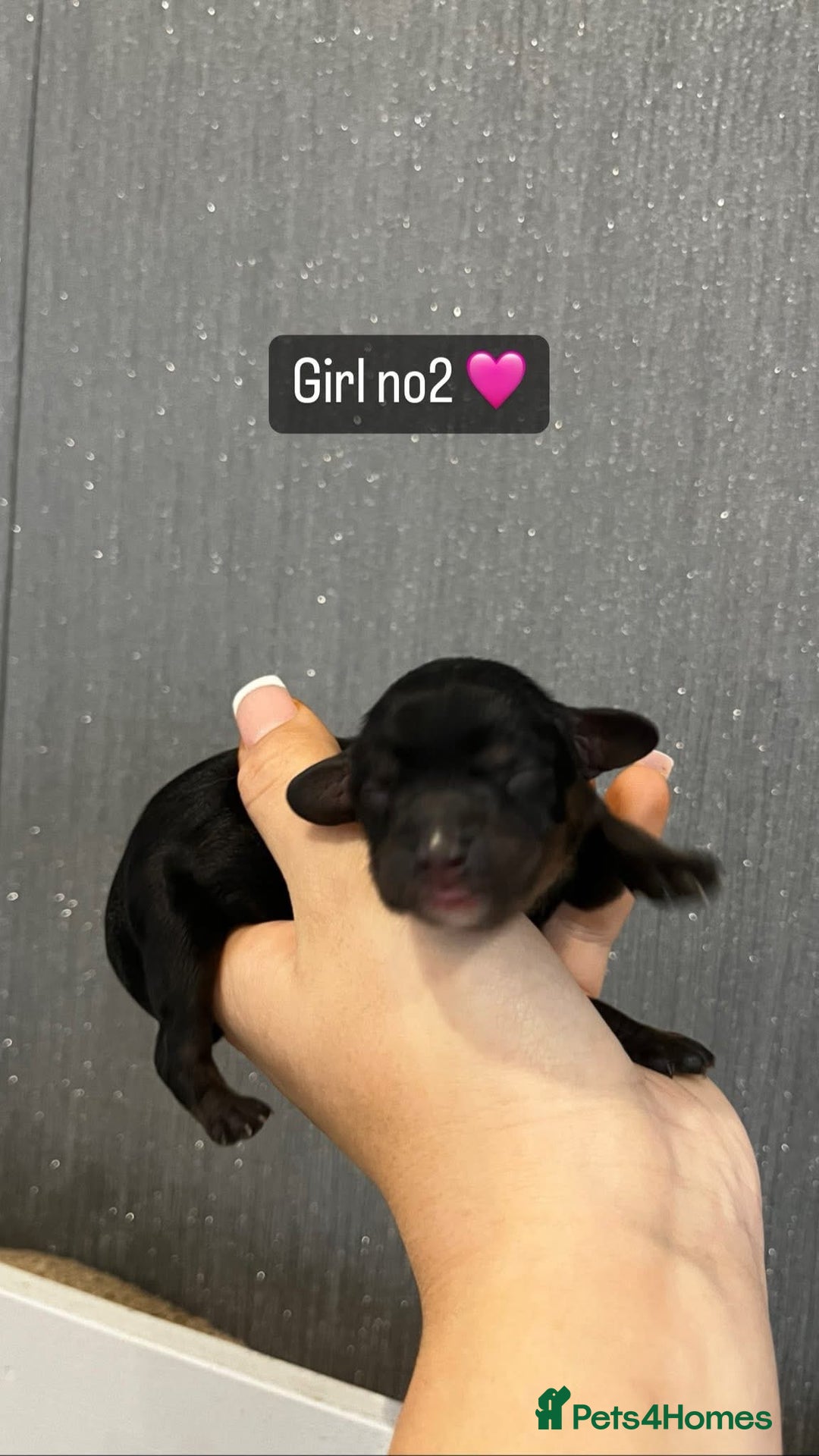 Cavapoo dogs for sale: Cavapoo puppies phantom Black and Tan  - Advert 12