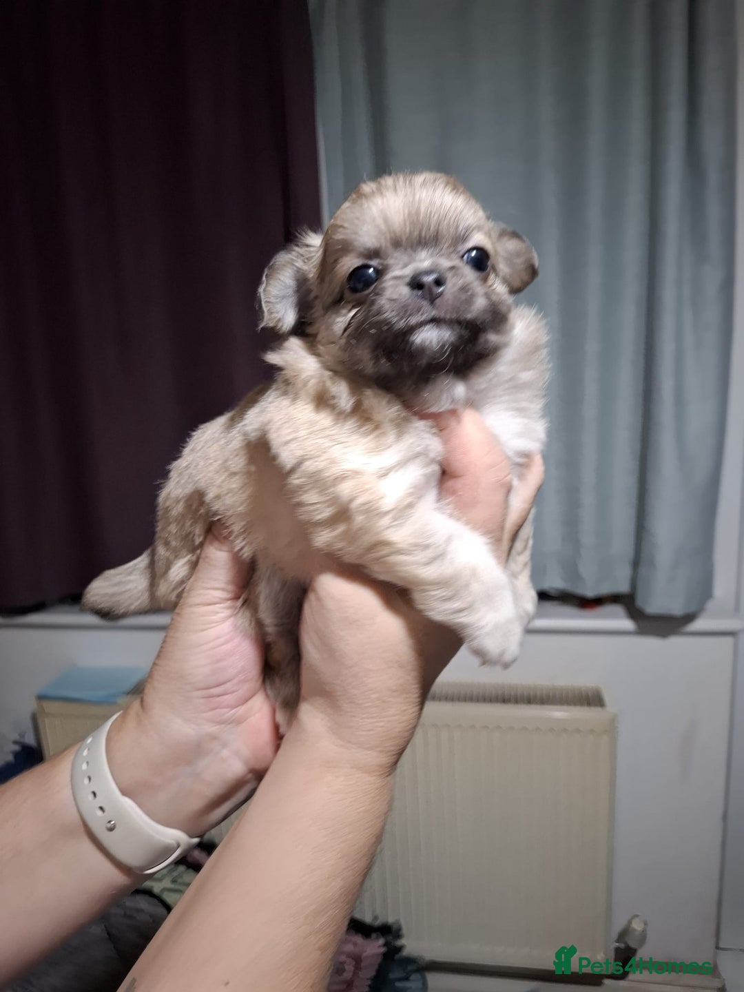 Chihuahua dogs for sale: Beautiful Chihuahua puppies. Two girls left  - Advert 22
