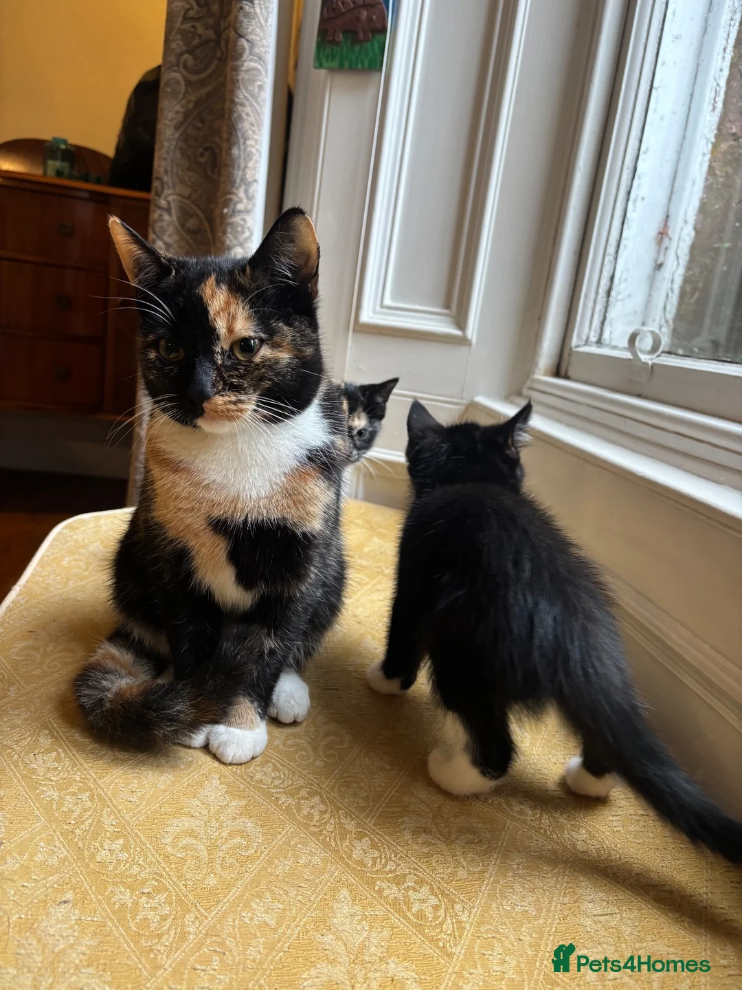 Mixed Breed cats for sale: 8 kittens for sale in Castle Douglas - Advert 14