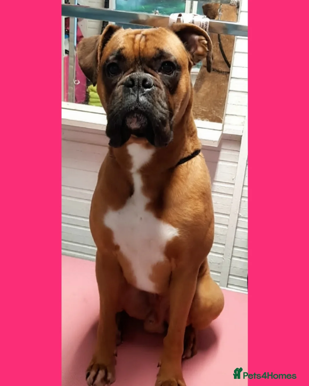 Boxer dogs for stud: KC Red and White Boxer to Stud - Advert 1
