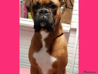 Boxer dogs KC Red and White Boxer to Stud - Advert 4