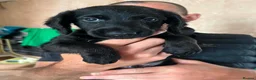 Mixed Breed dogs for sale: 5 mixed breed puppies  - Advert 5