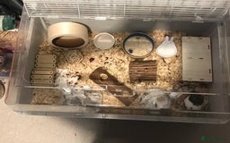 Hamster rodents for sale: Male Syrian hamster and enclosure for sale ! 🐹 - Image 5