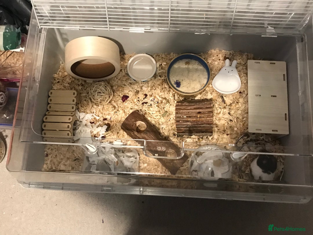 Hamster rodents for sale: Male Syrian hamster and enclosure for sale ! 🐹 - Image 5