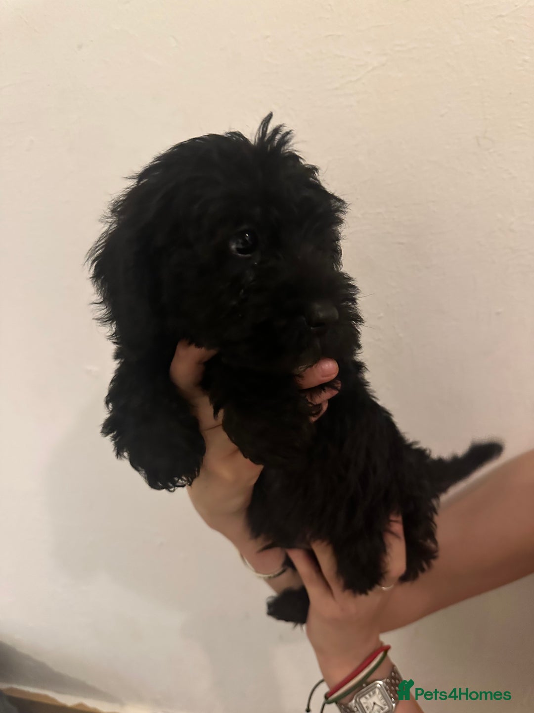 Yorkiepoo dogs for sale: 5 Beautiful F1 Yorkiepoo’s - Image 10