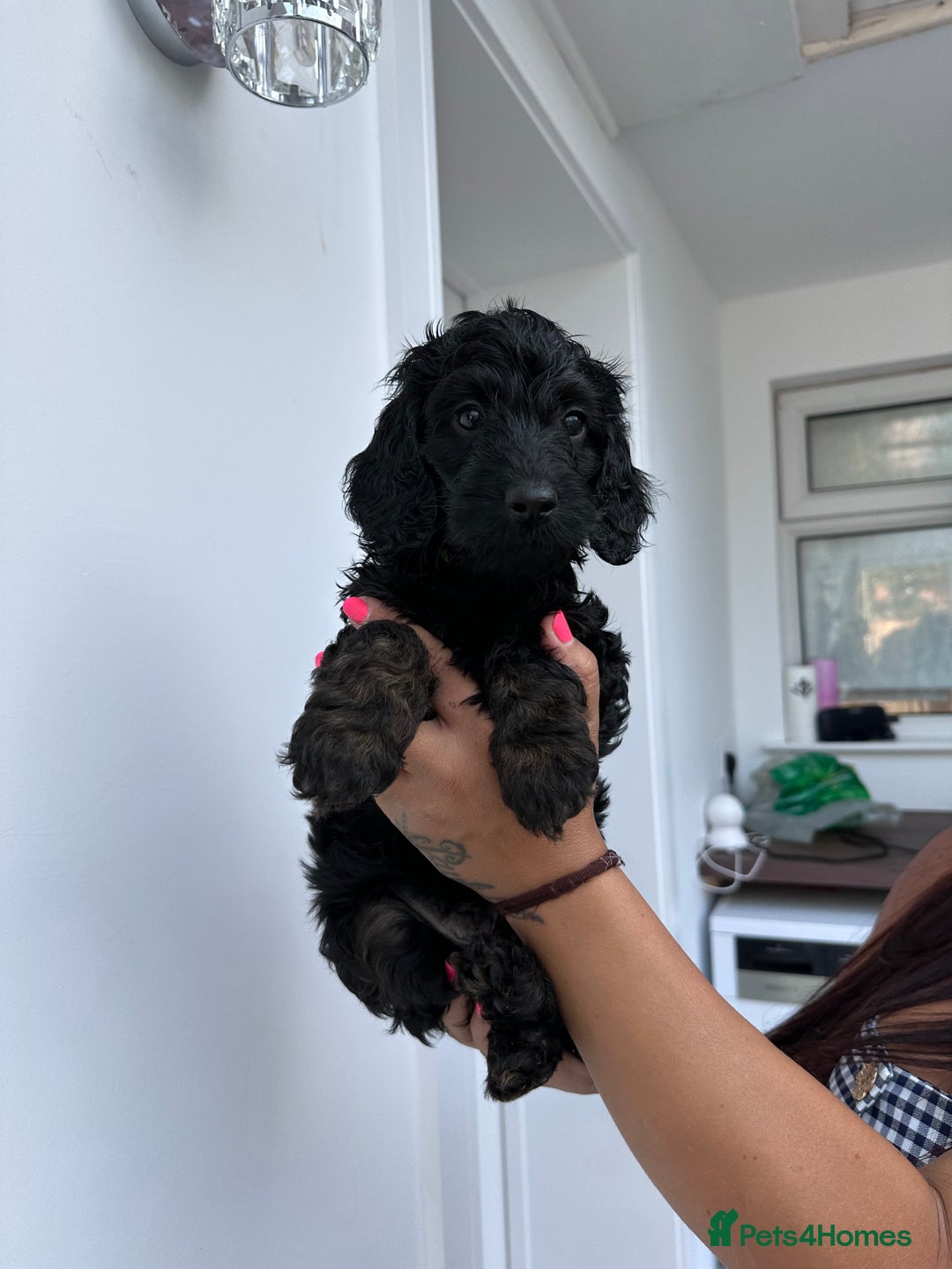 Cockapoo dogs for sale: Beautiful tri cockerpoos  - Image 21