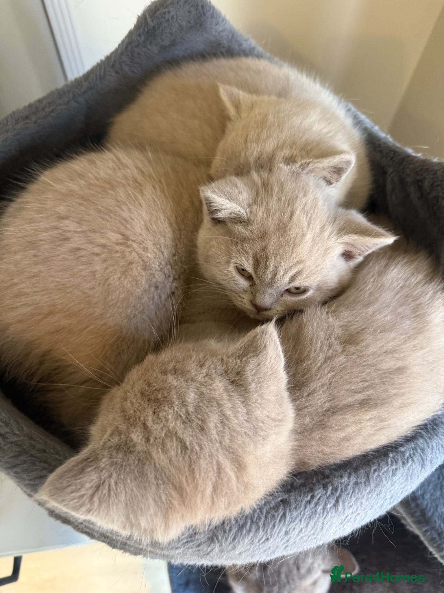 British Shorthair cats Supreme Champion Line British Shorthair Kittens - Advert 2