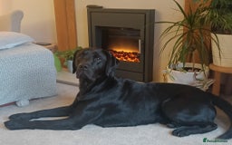 Labrador Retriever dogs for sale: Labrador puppies  - Advert 12