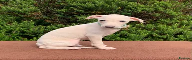 Velvethound Vinny