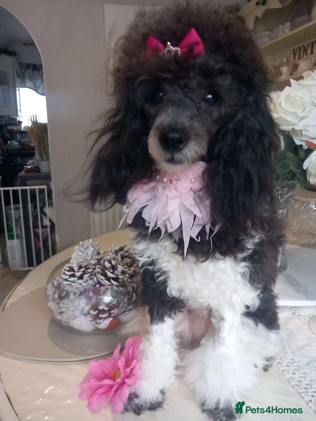 Toy Poodle dogs for sale: **1 PARTI BOY AVAILABLE**READY 21st DECEMBER** - Advert 11